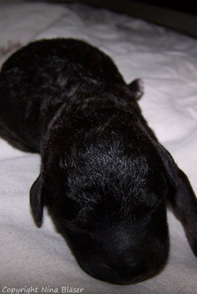 Ruede - Male 12012008 (4).JPG